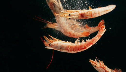 Crevettes Equateur