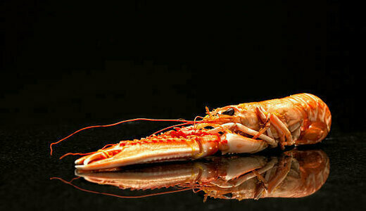 Langoustine trés grosses
